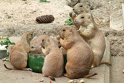 Aachener Zoo Aachener-Zoo-Praeriehund-001